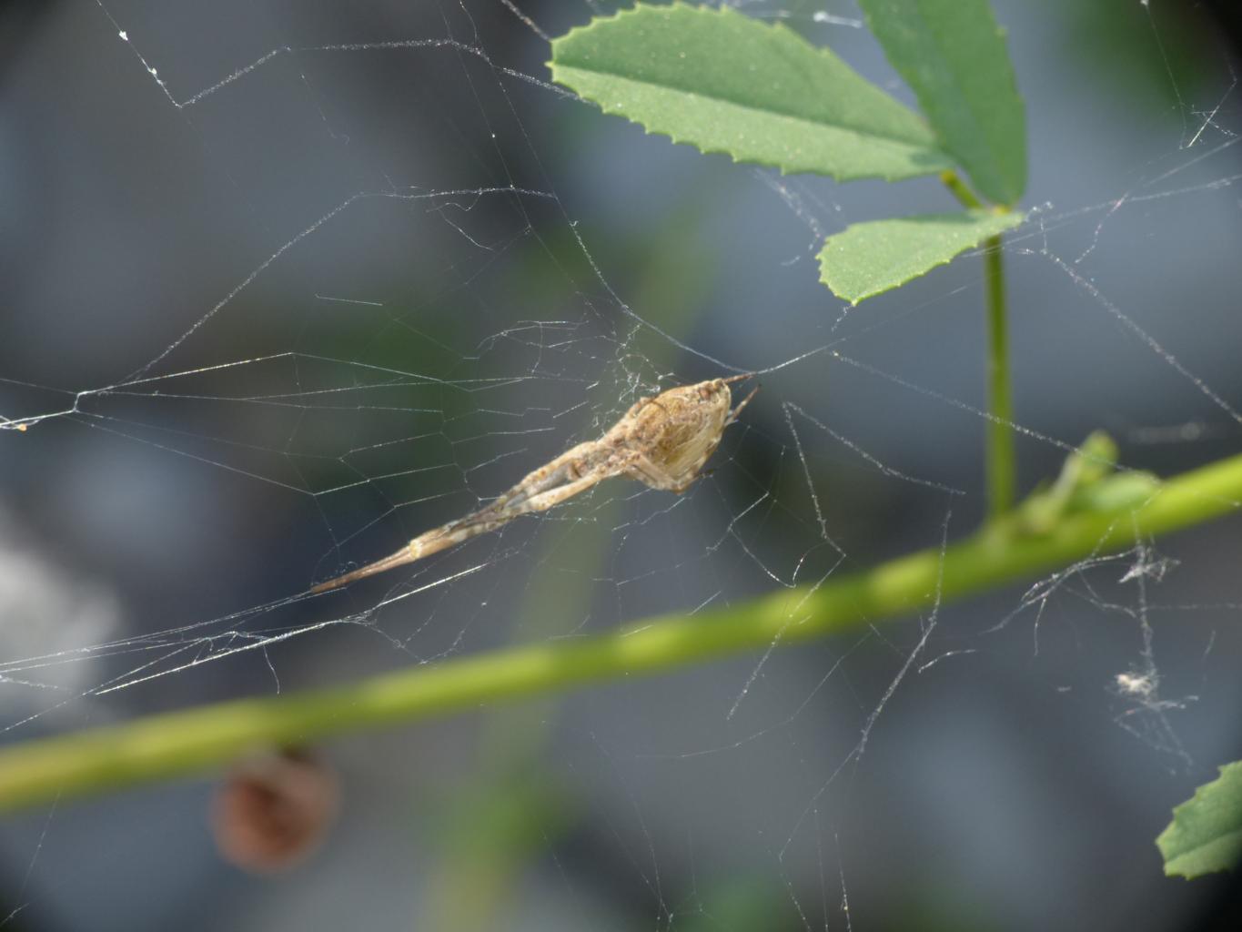 Uloborus walkenaerius - Sasso Marconi (BO)